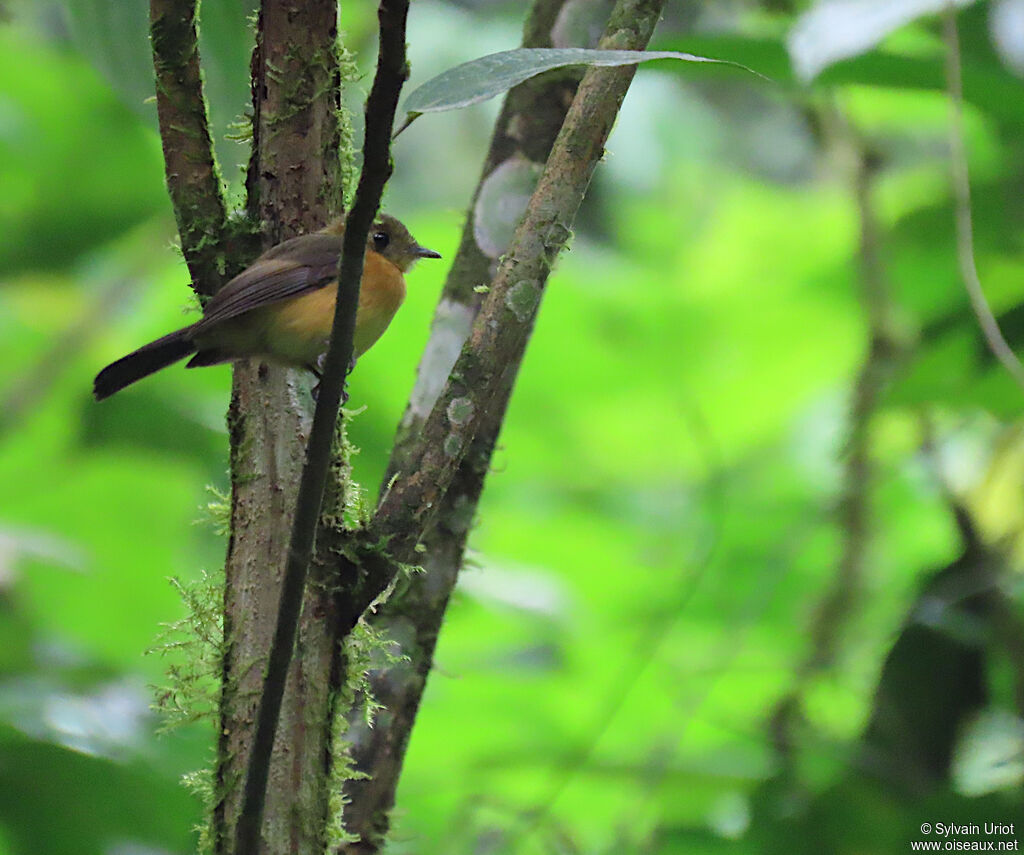 Sulphur-rumped Myiobiusadult