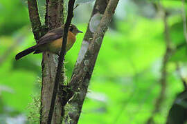 Sulphur-rumped Myiobius