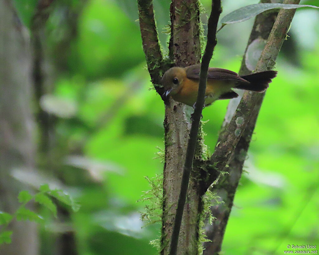 Sulphur-rumped Myiobiusadult