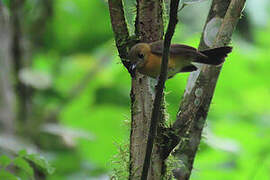 Sulphur-rumped Myiobius