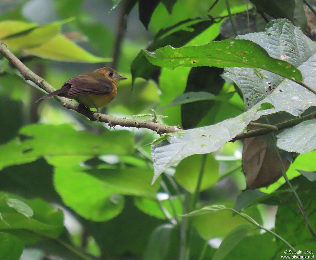 Sulphur-rumped Myiobiusadult