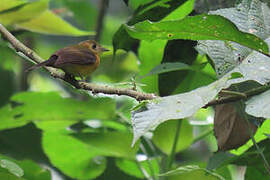 Sulphur-rumped Myiobius