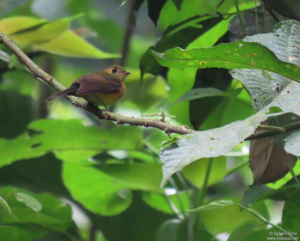 Sulphur-rumped Myiobiusadult