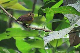 Sulphur-rumped Myiobius