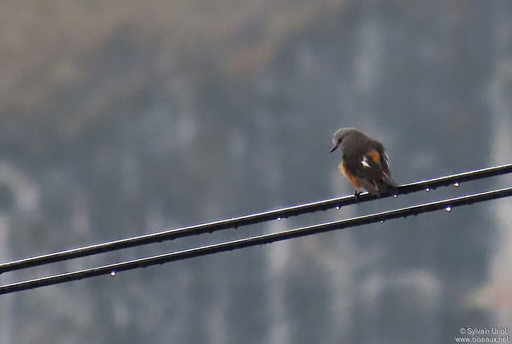 Red-rumped Bush Tyrantadult