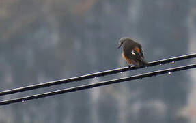 Red-rumped Bush Tyrant