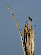 Long-tailed Tyrant