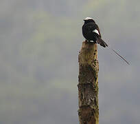 Long-tailed Tyrant