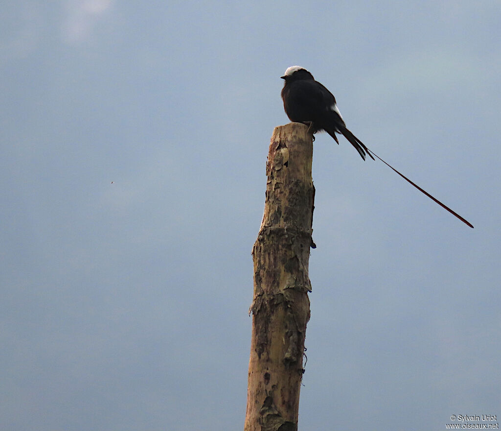 Long-tailed Tyrant