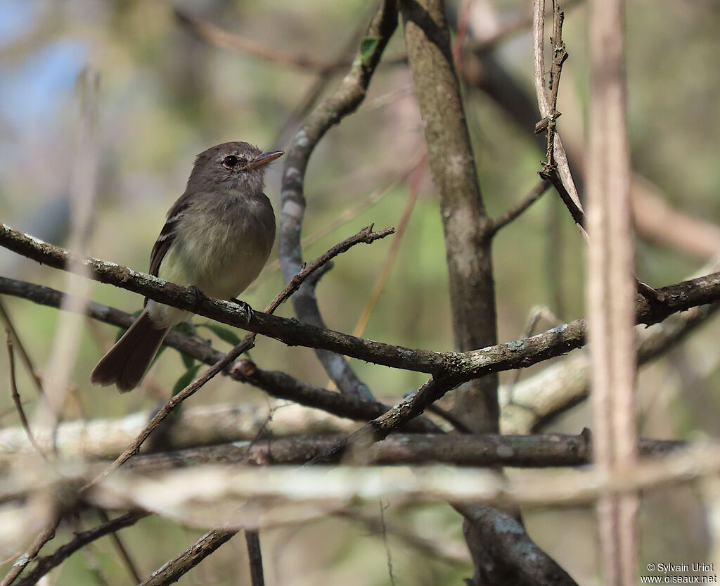 Grey-breasted Flycatcher