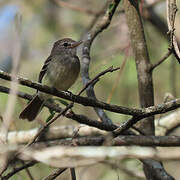 Grey-breasted Flycatcher