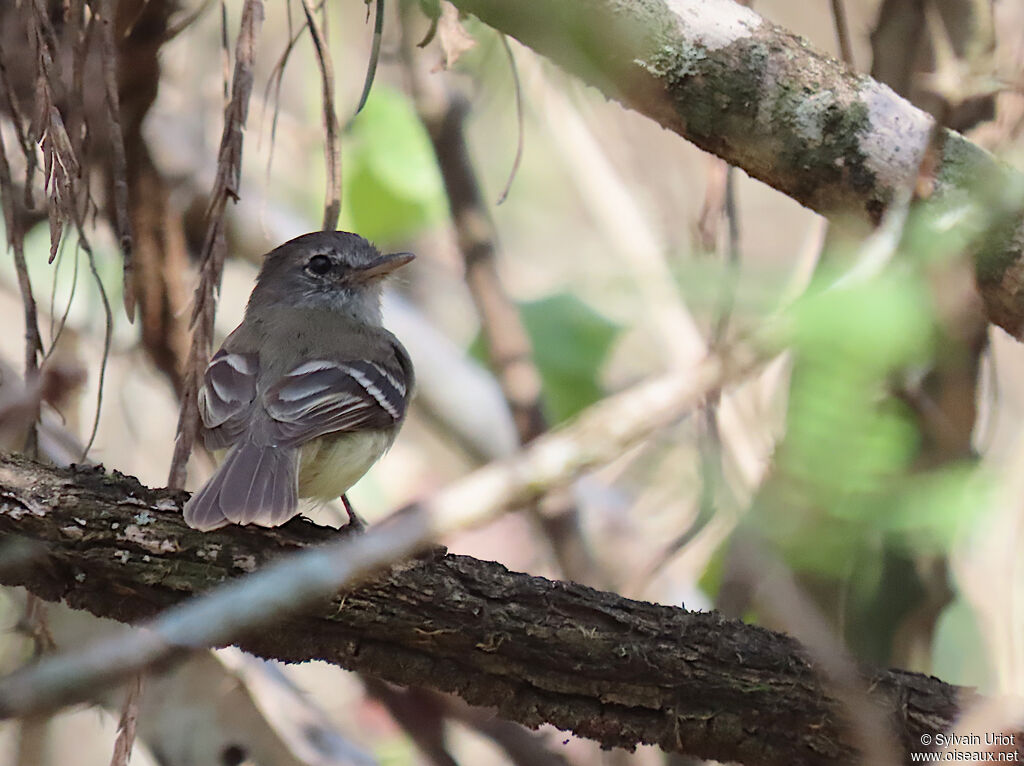 Grey-breasted Flycatcher