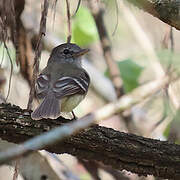 Grey-breasted Flycatcher