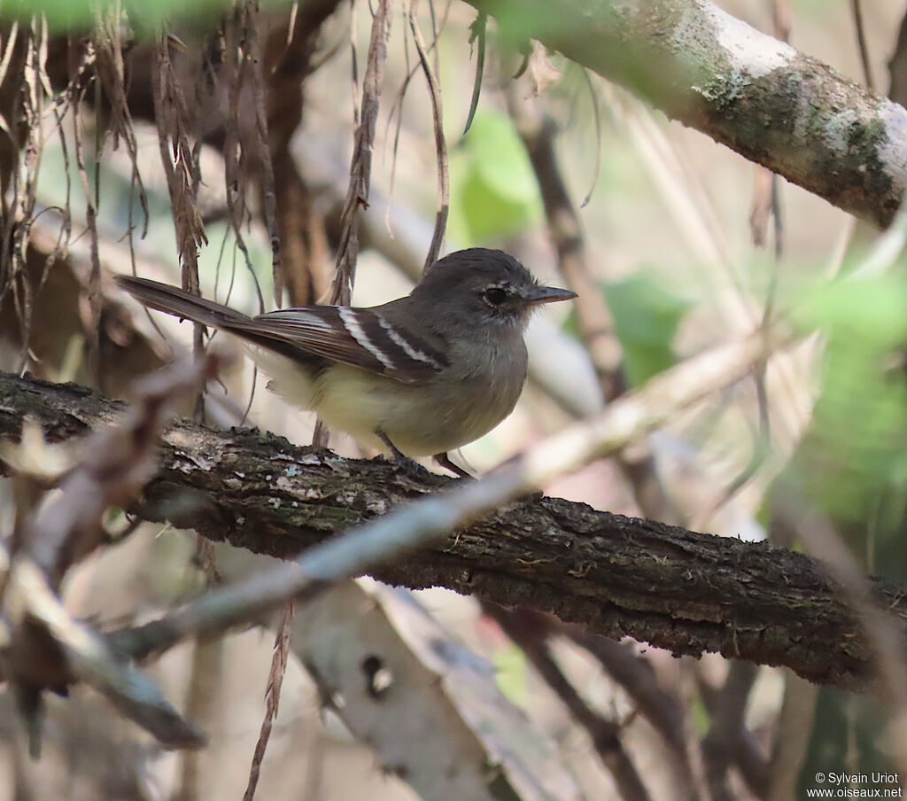 Grey-breasted Flycatcher