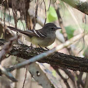 Grey-breasted Flycatcher