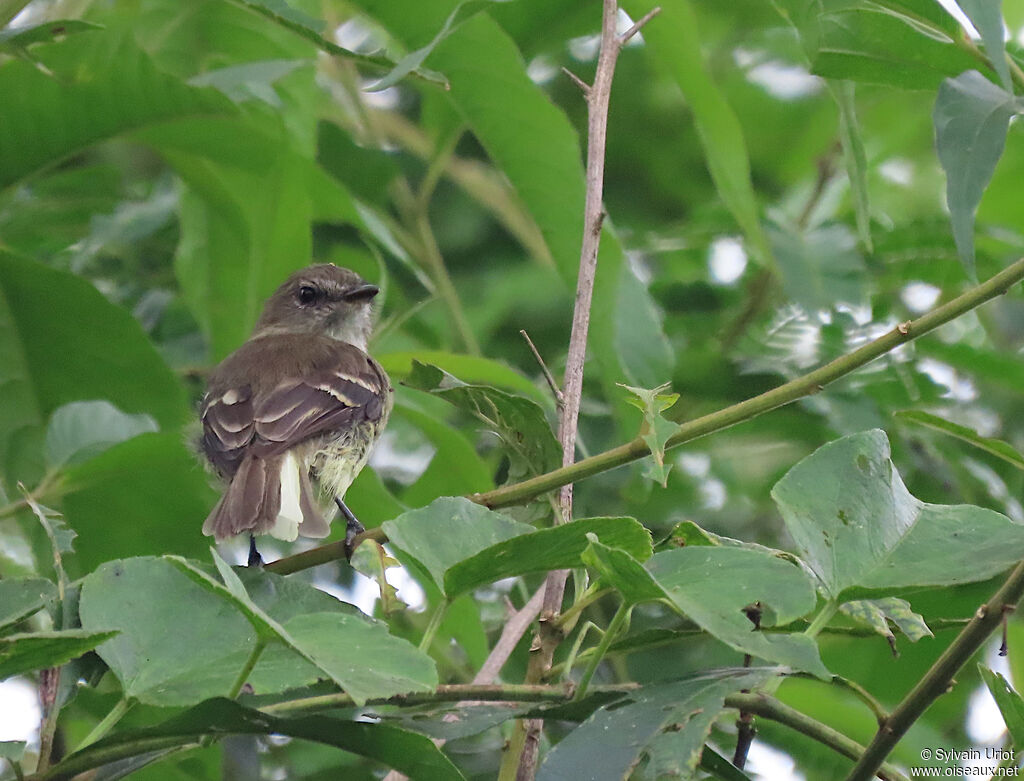 Olive-chested Flycatcheradult