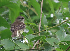 Olive-chested Flycatcher