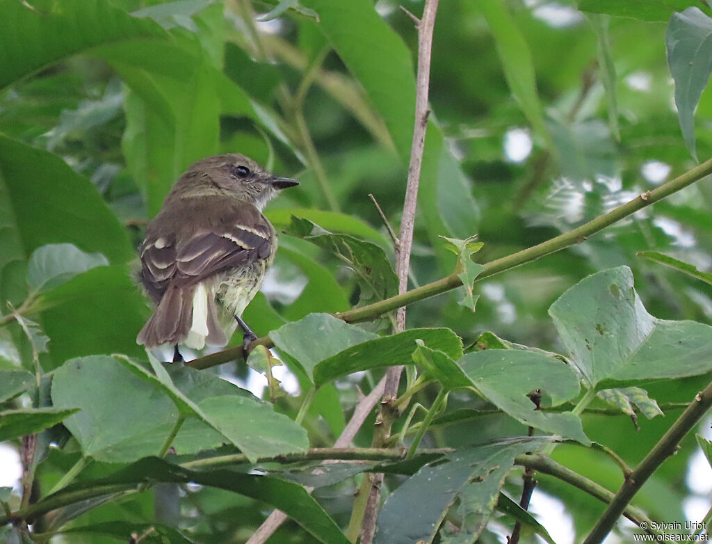 Olive-chested Flycatcheradult