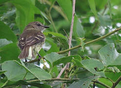 Olive-chested Flycatcher