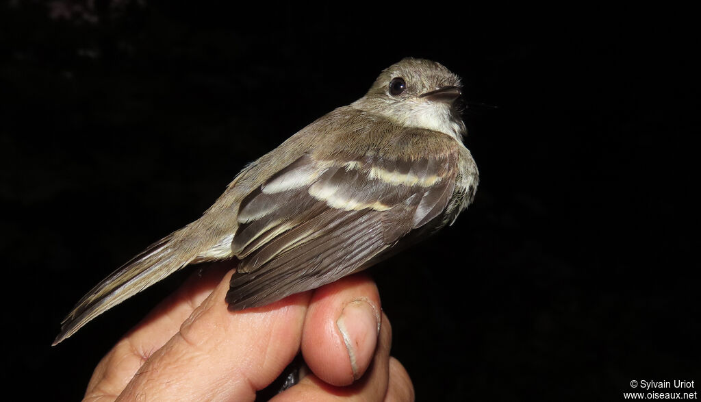 Olive-chested Flycatcheradult