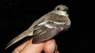 Olive-chested Flycatcher