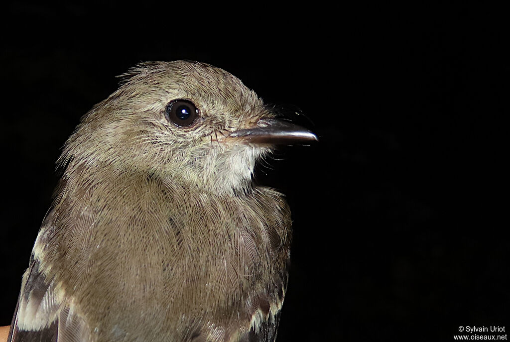 Olive-chested Flycatcheradult