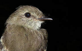 Olive-chested Flycatcher