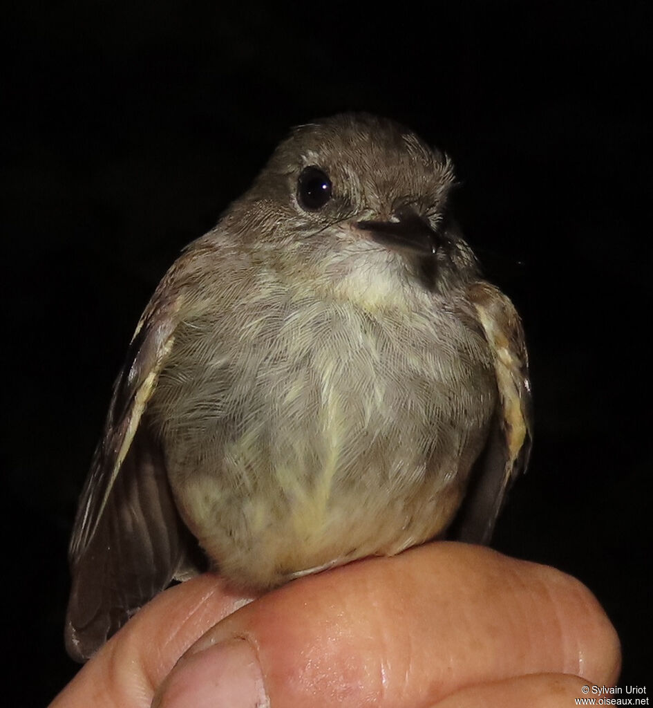 Olive-chested Flycatcheradult