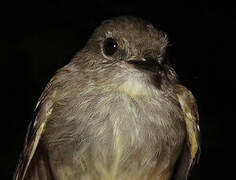 Olive-chested Flycatcher