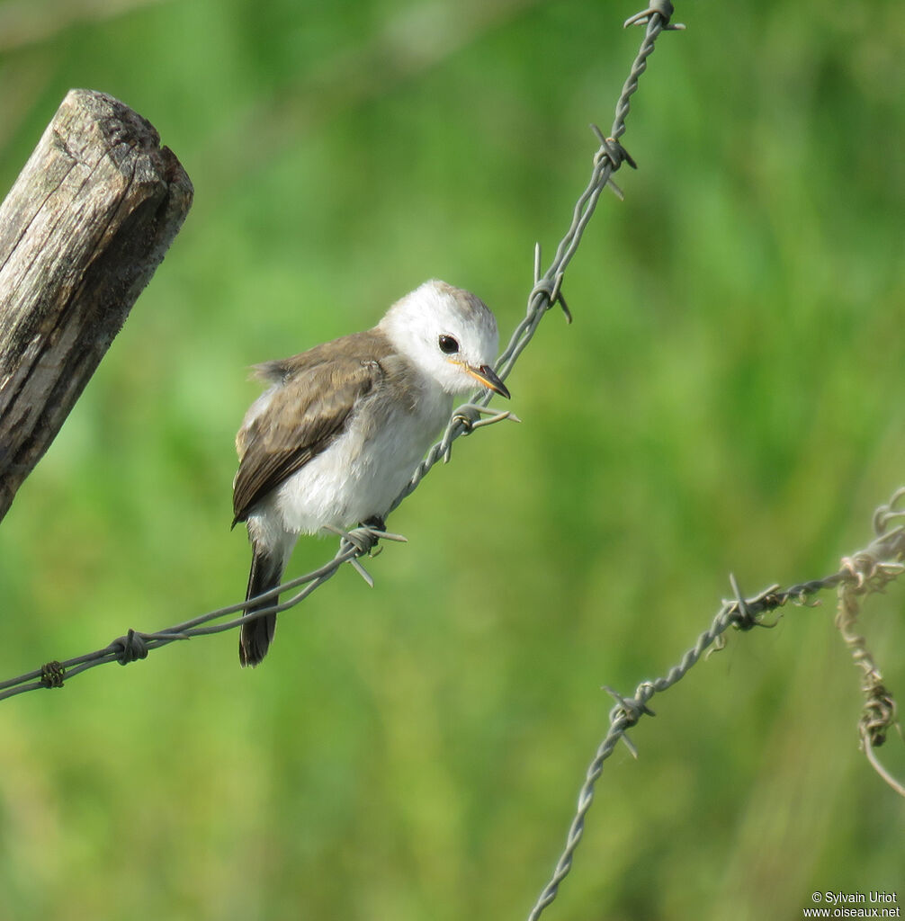 White-headed Marsh Tyrant female adult