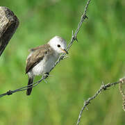 White-headed Marsh Tyrant