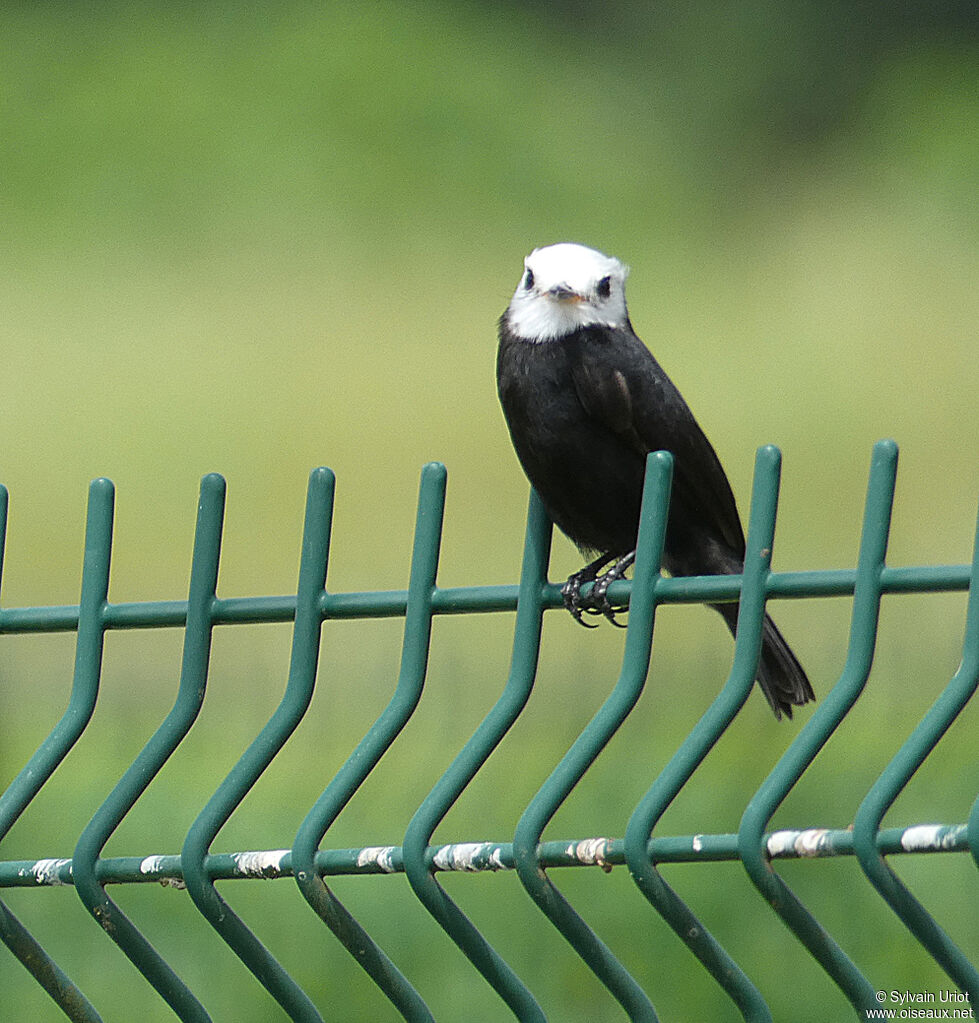 White-headed Marsh Tyrant male adult