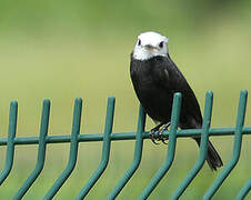 White-headed Marsh Tyrant