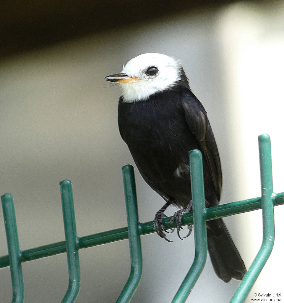 White-headed Marsh Tyrant male adult