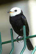 White-headed Marsh Tyrant