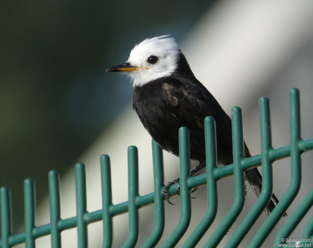 White-headed Marsh Tyrant male adult