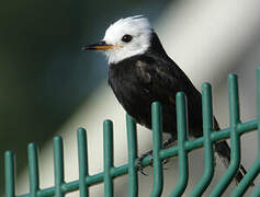 White-headed Marsh Tyrant