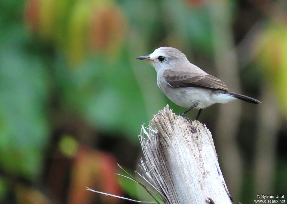 White-headed Marsh Tyrant female adult