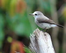 White-headed Marsh Tyrant