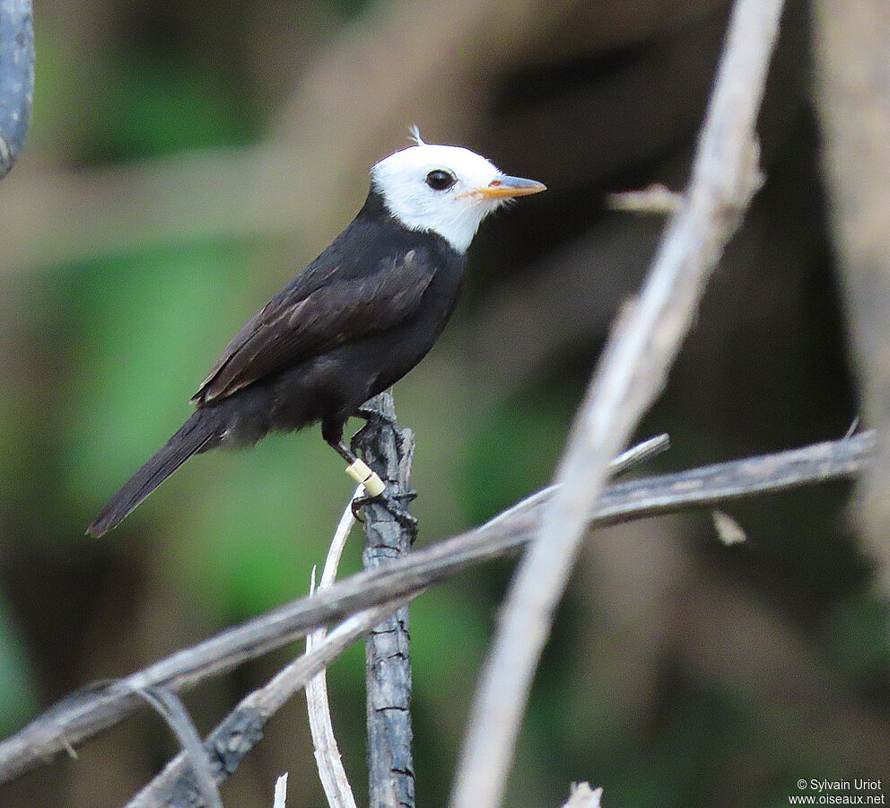 White-headed Marsh Tyrant male adult