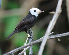 White-headed Marsh Tyrant