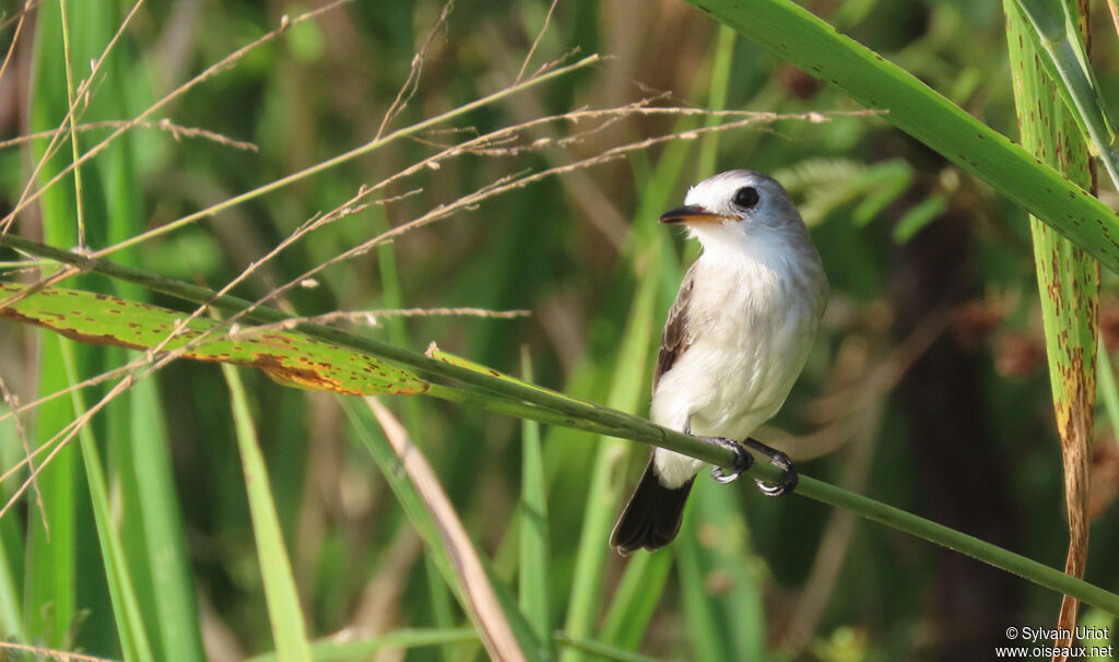 White-headed Marsh Tyrant female adult