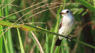 White-headed Marsh Tyrant