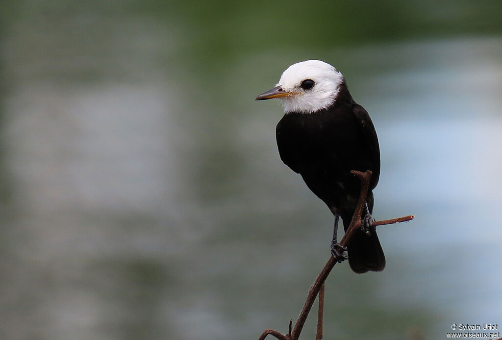 White-headed Marsh Tyrant male adult