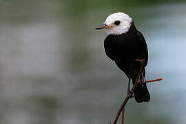 White-headed Marsh Tyrant