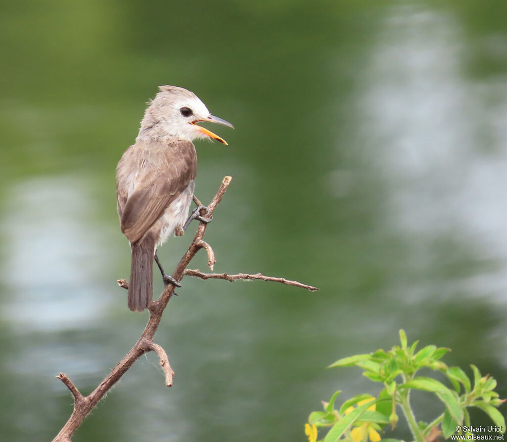 White-headed Marsh Tyrant female adult