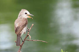 White-headed Marsh Tyrant