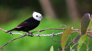 White-headed Marsh Tyrant