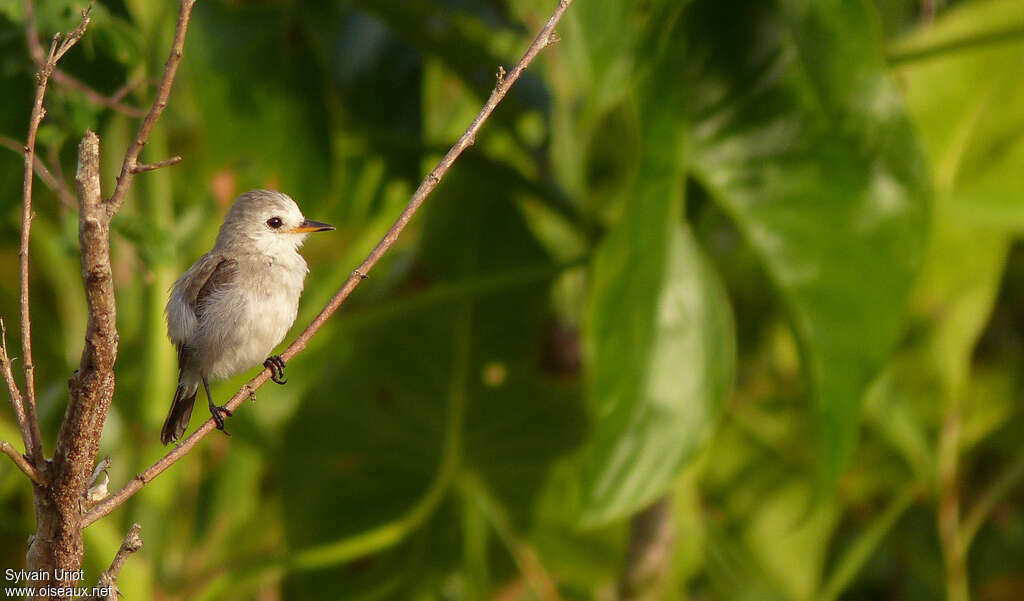 Moucherolle à tête blanche femelle adulte, identification