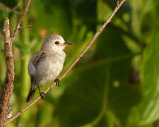 White-headed Marsh Tyrant